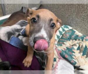 German Shepherd Dog-Unknown Mix Dogs for adoption in Santa Rosa, CA, USA