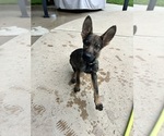 Small #3 German Shepherd Dog