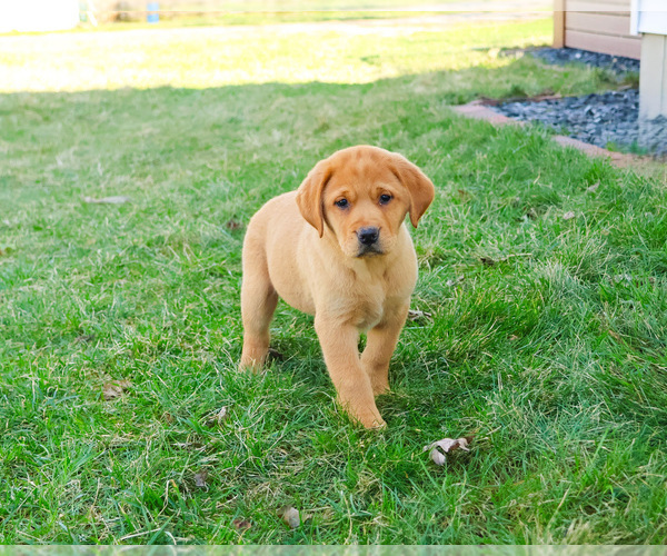 Medium Photo #8 Labrador Retriever Puppy For Sale in SYRACUSE, IN, USA