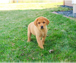 Small #7 Labrador Retriever