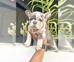 Small Photo #48 French Bulldog Puppy For Sale in TULSA, OK, USA