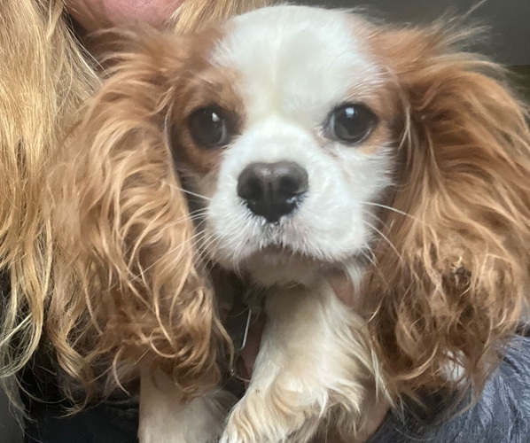 Medium Photo #1 Cavalier King Charles Spaniel Puppy For Sale in BALSAM LAKE, WI, USA