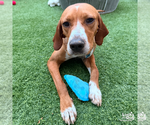 Small #12 Redbone Coonhound Mix
