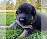Small Photo #43 German Shepherd Dog Puppy For Sale in MARIPOSA, CA, USA