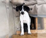 Small #1 Labrador Retriever Mix