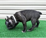 Small #6 Faux Frenchbo Bulldog