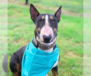 Bull Terrier Dogs for adoption in San Antonio, TX, USA