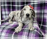 Small #1 Great Dane