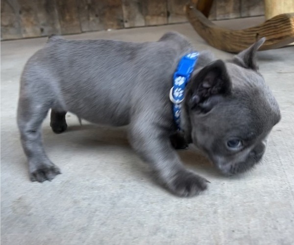 Medium Photo #6 French Bulldog Puppy For Sale in ELIZABETH, CO, USA
