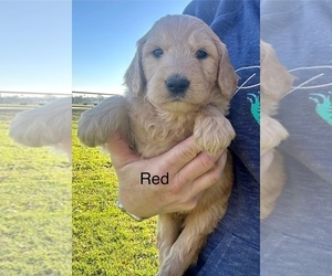 Goldendoodle Puppy for sale in WILTON, CA, USA