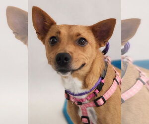 Chihuahua-Feist Terrier Mix Dogs for adoption in Princeton, MN, USA