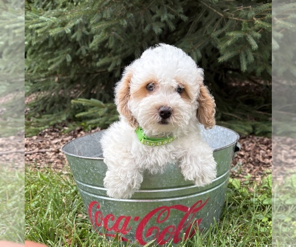 Medium Photo #4 Havapoo Puppy For Sale in MIDDLEBURY, IN, USA