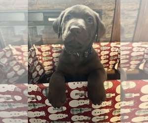 Labrador Retriever Puppy for sale in LEAVENWORTH, IN, USA