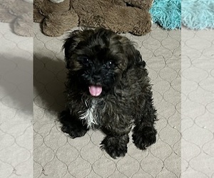 Shih-Poo Puppy for sale in GLOUCESTER, VA, USA