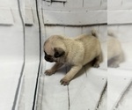 Small Photo #15 Pug Puppy For Sale in BRIDGEPORT, CT, USA