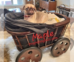Pug Puppy for sale in SPRING HILL, FL, USA