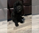 Puppy Yellow Aussiedoodle