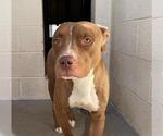 Small #3 Boxer-Staffordshire Bull Terrier Mix