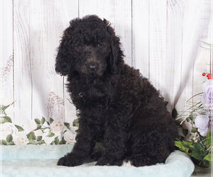 Goldendoodle Puppy for sale in PENNS CREEK, PA, USA