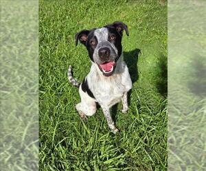 Border Collie-Unknown Mix Dogs for adoption in Grovetown, GA, USA