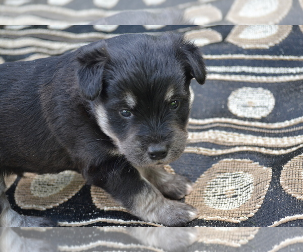 Medium Photo #13 Alaskan Klee Kai-Pomeranian Mix Puppy For Sale in GREENWOOD, WI, USA
