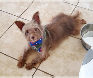 Mutt Dogs for adoption in Temecula, CA, USA