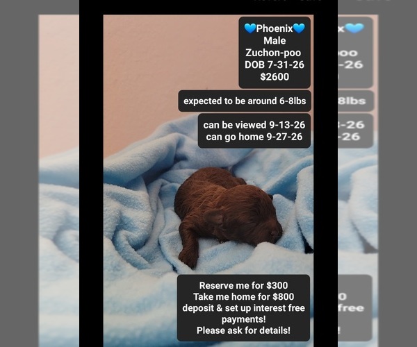 Medium Photo #1 Poodle (Toy)-Zuchon Mix Puppy For Sale in TUCSON, AZ, USA