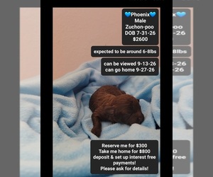 Poodle (Toy)-Zuchon Mix Puppy for sale in TUCSON, AZ, USA