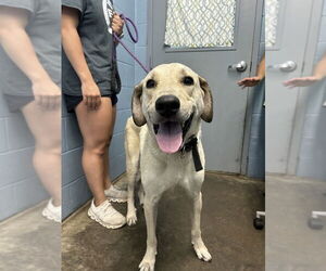 Great Pyrenees-Unknown Mix Dogs for adoption in Evansville, IN, USA