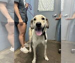 Small Great Pyrenees Mix