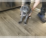 Puppy 3 Pink Cane Corso