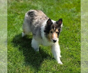 Mutt Dogs for adoption in Dublin, OH, USA