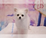 Small Photo #4 Pomeranian Puppy For Sale in LAS VEGAS, NV, USA