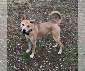 Nessi - Female Mutt Dog for Adoption - Photo #6