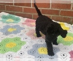 Small Photo #16 Springerdoodle Puppy For Sale in GADSDEN, AL, USA