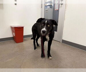 Siberian Husky Dogs for adoption in Berkeley , CA, USA