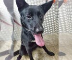 Small #6 German Shepherd Dog-Huskies  Mix