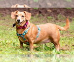 Small #2 Dachshund Mix