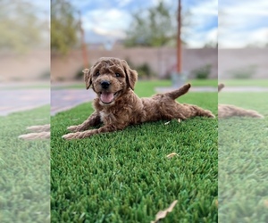 Goldendoodle-Poodle (Toy) Mix Puppy for Sale in LAS VEGAS, Nevada USA
