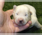 Small Photo #1 Akita Puppy For Sale in ROLLA, MO, USA
