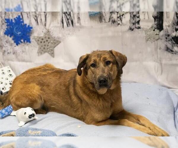 Medium Photo #2 German Shepherd Dog-Great Pyrenees Mix Puppy For Sale in Placerville, CA, USA