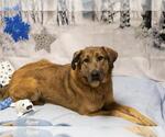 Small #1 German Shepherd Dog-Great Pyrenees Mix