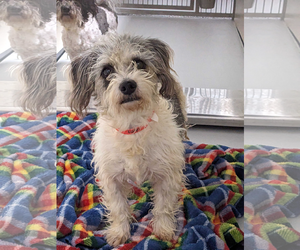 Mutt Dogs for adoption in Woodbury, NY, USA