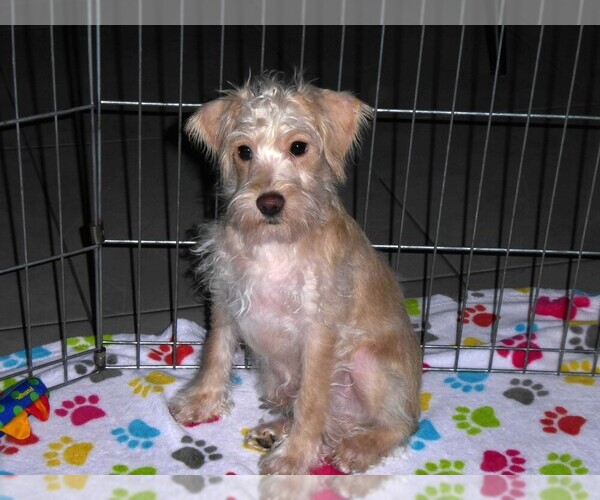 Medium Photo #5 Schnoodle (Miniature) Puppy For Sale in ORO VALLEY, AZ, USA