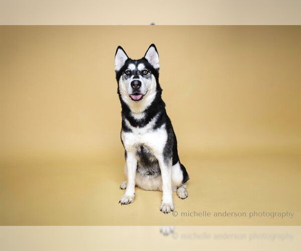 Medium Photo #3 Siberian Husky Puppy For Sale in Corona, CA, USA