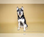 Small #2 Siberian Husky