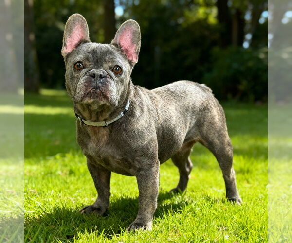 Medium Photo #3 French Bulldog Puppy For Sale in Fort Wayne, IN, USA