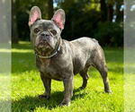 Small #2 French Bulldog