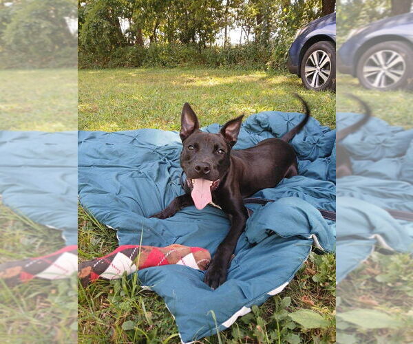 Medium Photo #3 American Pit Bull Terrier-Unknown Mix Puppy For Sale in Bolivar, MO, USA