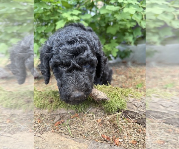 Medium Photo #4 Poodle (Standard) Puppy For Sale in SHORELINE, WA, USA